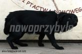 04.12.2013 SŁUPIA PIES 56024